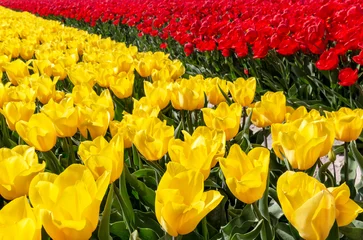 Küchenrückwand glas motiv Een veld met gele en rode tulpen gekweekt voor de bollen. © ArieStormFotografie