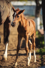 Fototapeta premium Horse Stud and her beautiful foal. mother love. Baby Mine. Portrait of a horses. sweet little horse foal outdoors. 