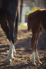 farming ranch horse foot herd. Horse hoof close up. 