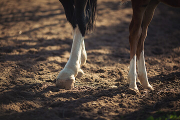 farming ranch horse foot herd. Horse hoof close up.  - obrazy, fototapety, plakaty