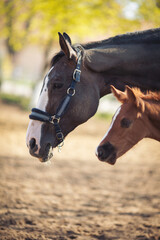 Horse Stud and her beautiful foal. mother love. Baby Mine. Portrait of a horses. sweet little horse foal outdoors. 
