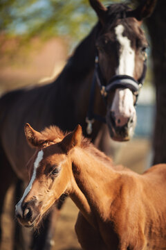 Horse Stud and her beautiful foal. mother love. Baby Mine. Portrait of a horses. sweet little horse foal outdoors. 