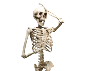 human skeleton isolated