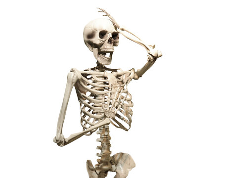 human skeleton isolated
