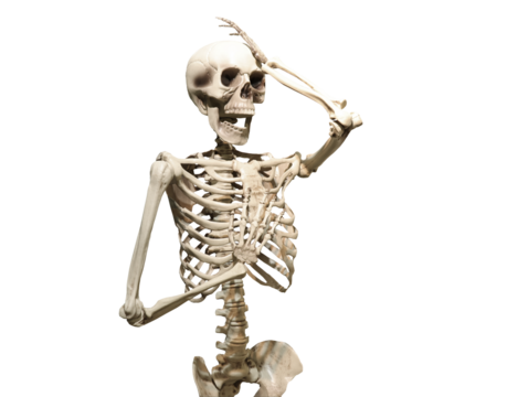 human skeleton isolated