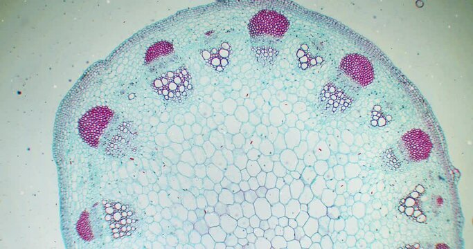 Helianthus Stem with a gloating bacteria and germs under a microscope. Flowering plant under a microscope. An angiosperm under a scope. Sunflower stem example. Microscopic world of cells of plant