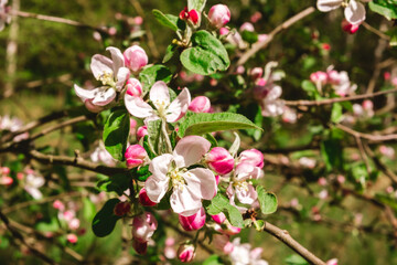 Apple tree buds of pink and white flowers on a branch in the spring. Blooming garden in springtime. Beauty in nature. Copy space. Plant cultivation. Orchard in bloom. May scenery