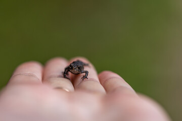 Little frog wilflife photography