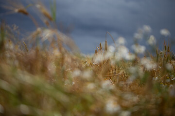 After strom rye field