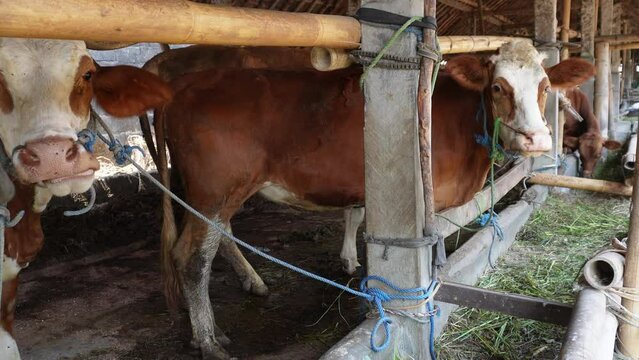 Ongole crossbred cattle or Javanese cow or White cow or sapi peranakan ongole or Bos taurus in the cowshed in Indonesia in traditional farm, Indonesia. Traditional livestock breeding.