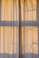 Orange early morning sunlight shines through white transparent curtains with shadows from the window frame and tree branches