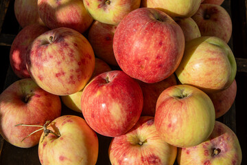 Apple harvest. Autumn fruit. Vitamin food. Red apples with a pink dot.