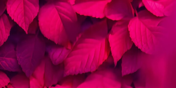 Wine red autumn leaves texture, fall nature background 4K Video