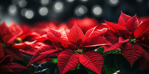 red and green leaves, Christmas poinsettias with lights and bokeh
