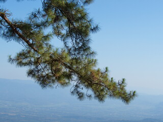 Pinus merkusii, the Merkus pine or Sumatran pine canopy and blue sky. Pine tree leaves are single, small and slender, needle-shaped. Each bunch has 3 leaves. Found in high mountain. Pine-tree branches