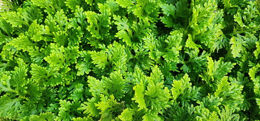 Selaginella kraussiana (Trailing Selaginella) is a ground cover plant, often planted under trees or...