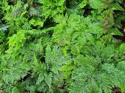 Green leaf Davallia fern (Davallia trichomanoides Bl) Stem: has creeping rhizomes. Covered with brown scales The leaves are composed of 3 - 4 feathery layers. The rhizome is covered with many scales 
