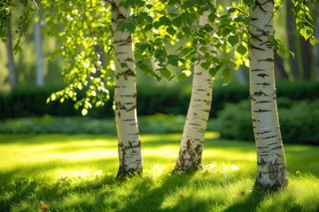 Zelfklevend Fotobehang Group of Trees Standing in Grass © reddish
