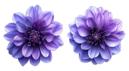 purple flowers isolated on transparent background	
