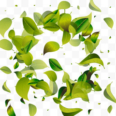 Mint Leaf Spring White Transparent Vector