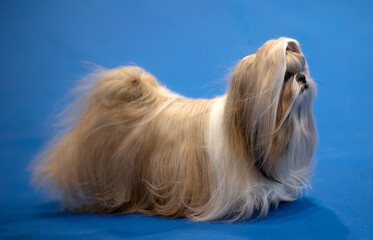 Long haired gold and white Shih Tzu dog on a blue background