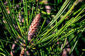 Retoño de conífera