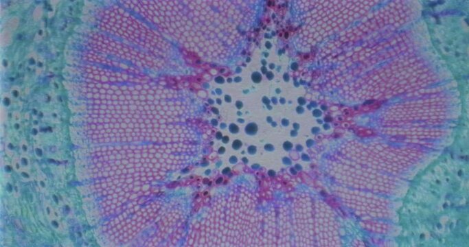 VHS recording of plant stem with floating microorganisms and bacteria under a microscope. Cells under a microscope. Germs under a scope. Videotape of biology experiment under an old scope