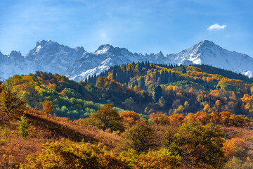 Trees with autumn foliage on the slopes of the Zailiyskiy Alatau mountains in Kazakhstan