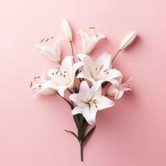 beautiful lilies on a pink background