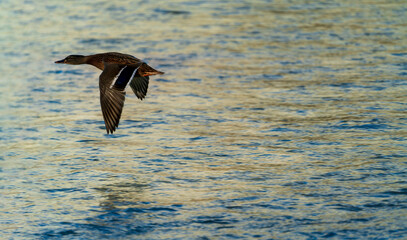 Flying ducks along the Munich Isar during winter time