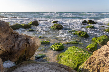 Fototapeta na wymiar Mediterranean sea before sunset. Waves wash coastal stones covered with green algae. Israel. Spring