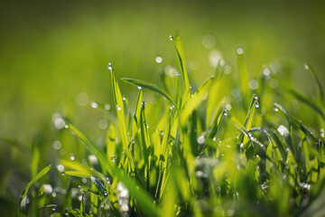 water drops on the green grass. Green grass and morning dew. Natural abstract soft green eco sunny...