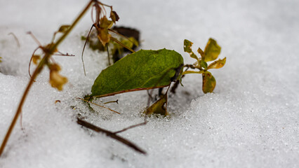 First snow in the yard of Kharkov