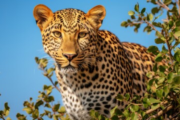 Magnificent african leopard embarking on an exciting safari adventure amidst the lush savannah