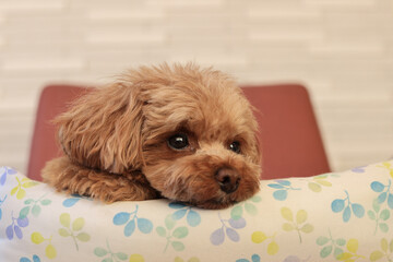 クッションでお休みするトイプードル