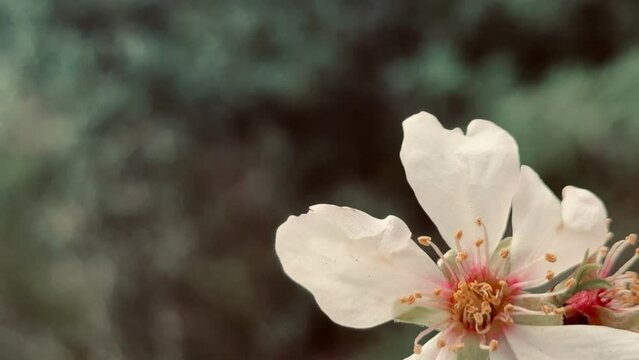 Almond tree branches blooming in spring.
