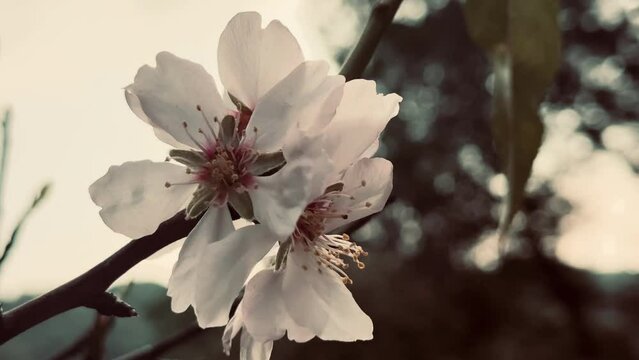 Almond tree branches blooming in spring.
