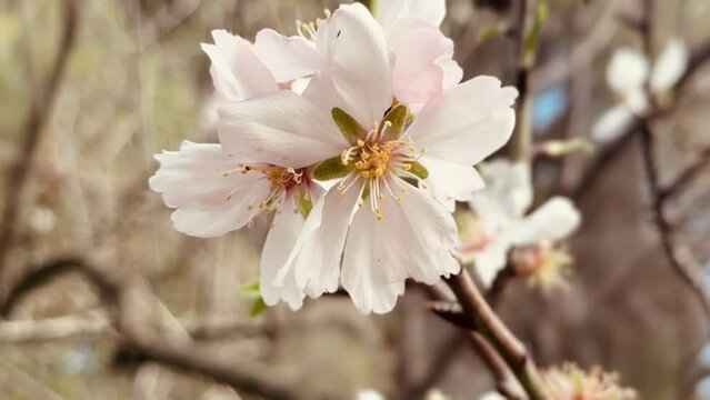 Almond tree branches blooming in spring.

