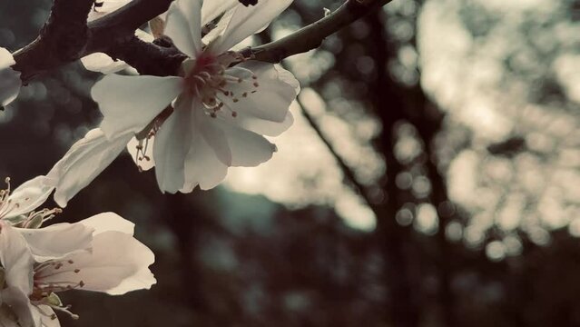 Almond tree branches blooming in spring.

