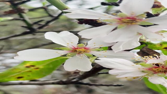 Almond tree branches blooming in spring.
