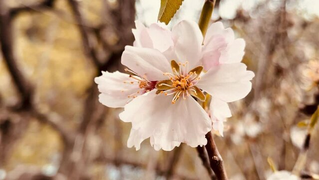 Almond tree branches blooming in spring.
