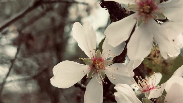 Beautiful almond tree branch blossoming.