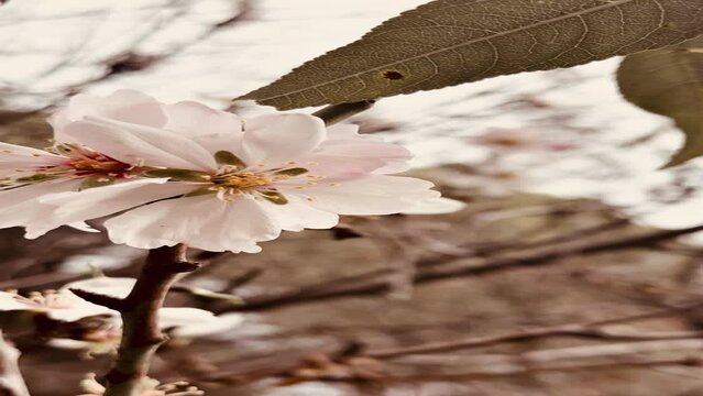 Beautiful almond tree branch blossoming.
