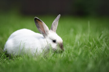 beautiful white and grey bunny walking on grass outdoors