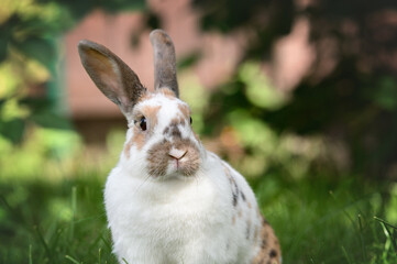close up portrait of white bunny with spots outdoors in spring