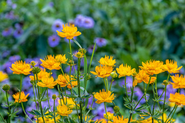 Fototapeta premium A bathing suit is a flower in the garden in summer.