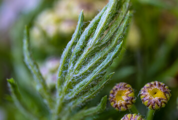 The stem of a green plant in close-up.