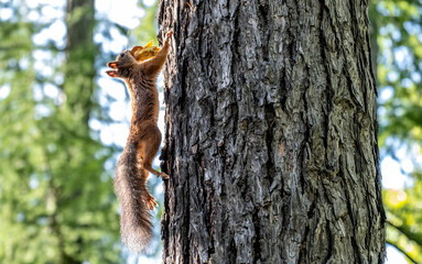 A squirrel runs along the trunk of a tree in the forest.