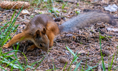 A squirrel sits on the ground in the forest on a summer day.