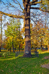 Old trees in Shevchenko's garden in Kharkov